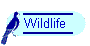 Wildlife