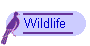 Wildlife